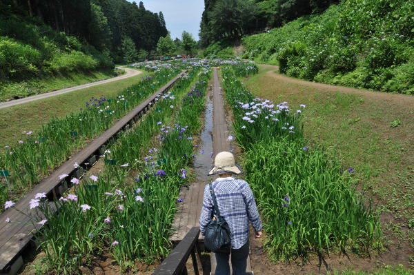 菖蒲・紫陽花