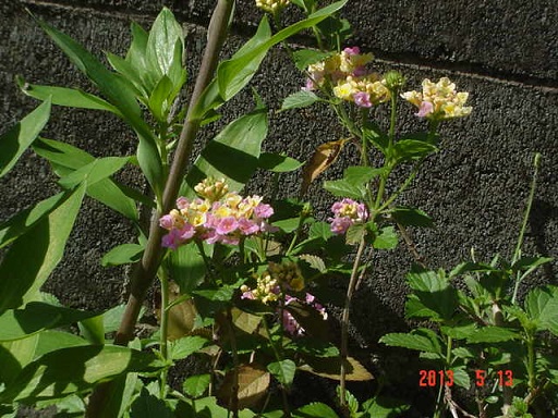 DSC01084.JPG