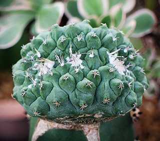 菊水綴化と菊水モンストなど | ☆ガマンマの ニク・サボ栽培☆ - 楽天