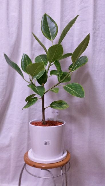 アルテシマ成長開始 今年は早ええな デルオの多肉日記 楽天ブログ