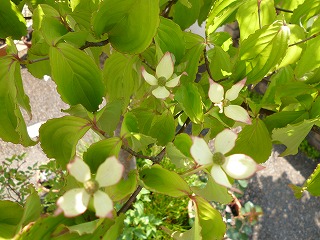 P1050555ss.jpg