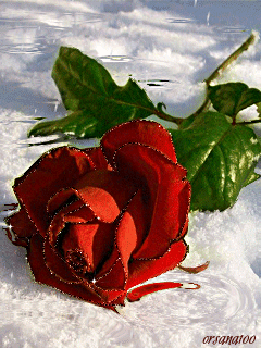 雪の中の薔薇.gif