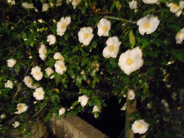 DSCN0271.JPG