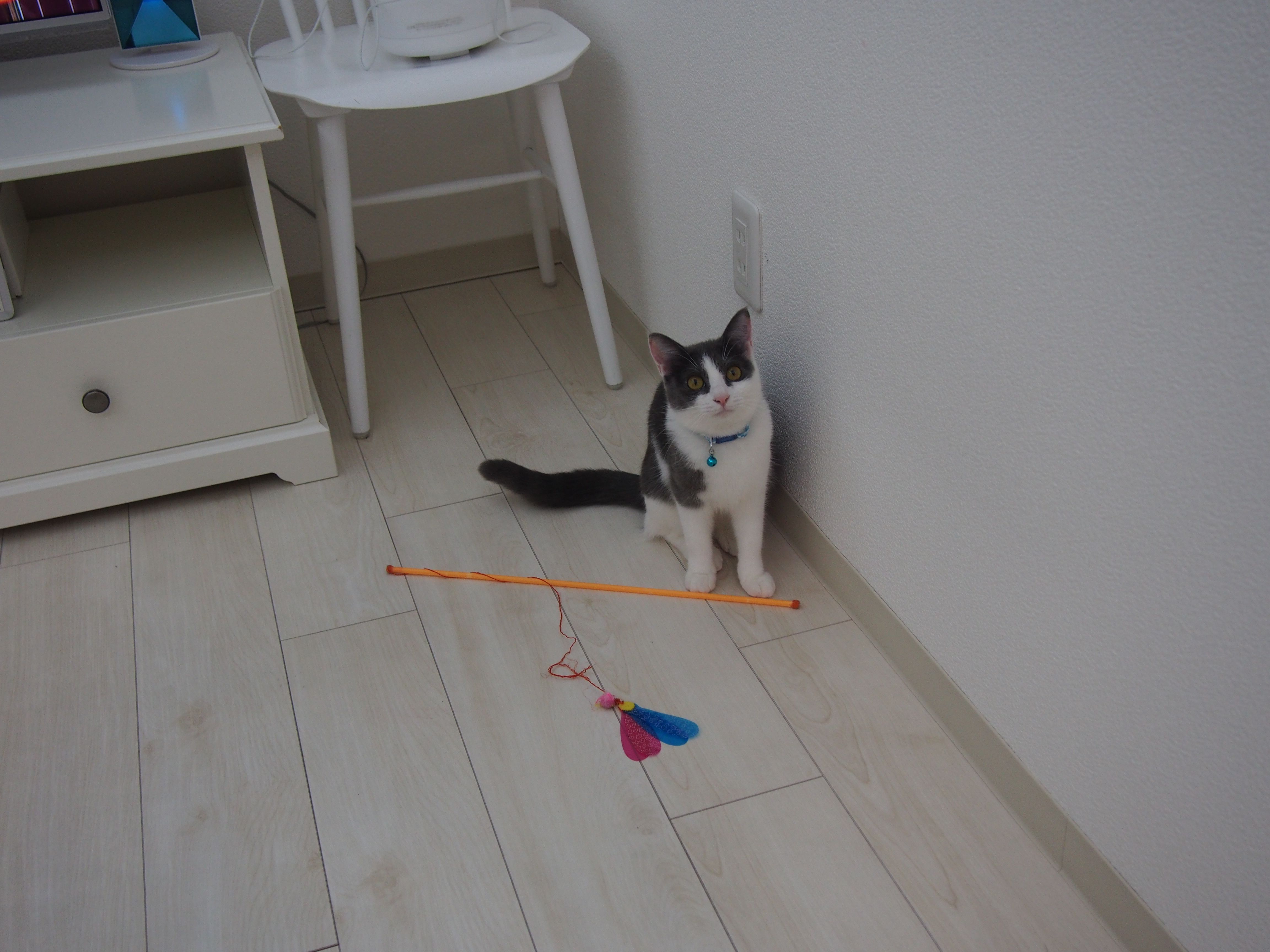 ２度目の粗相 ねこと一緒のおだやか生活 楽天ブログ