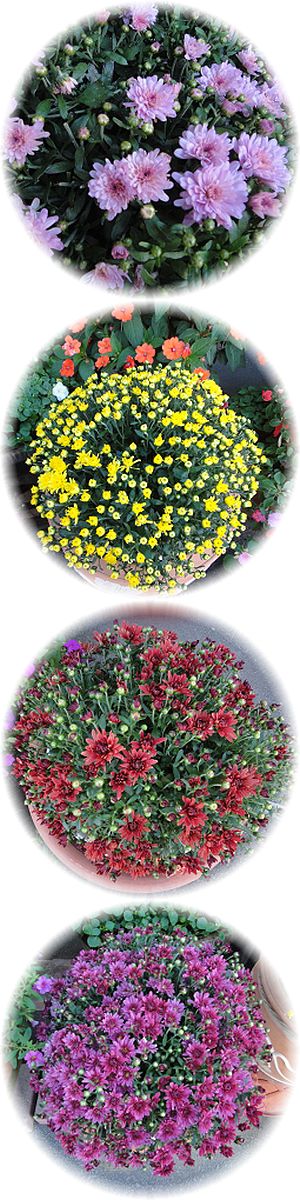 ジャーマンガーデンマムのデビュー