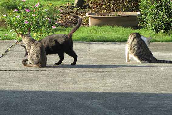 我が家のニャンコ♪2015/9/14-2