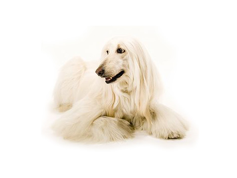 Afghan_Hound_large_1.jpg