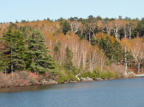 P1140413 (500x373).jpg