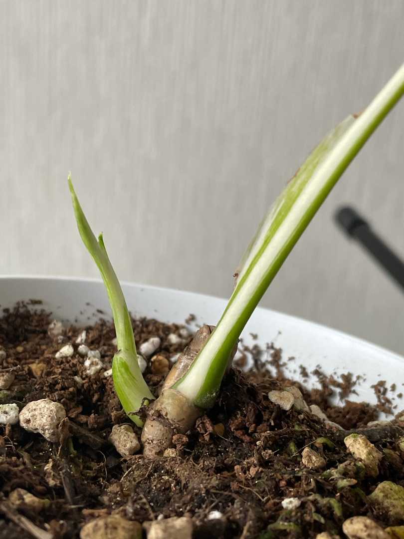 モンステラ斑入り 観葉植物初心者のマドカズラ育成ブログ 楽天ブログ