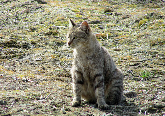 我が家のニャンコ♪2015/2/27-3
