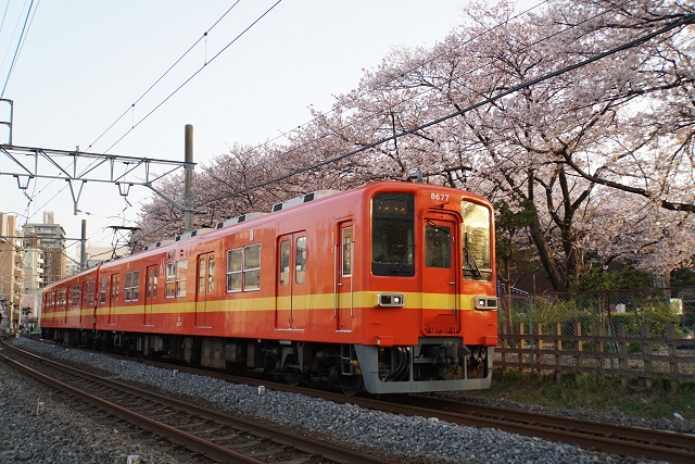 東武亀戸線 桜舞う 東あづま界隈6