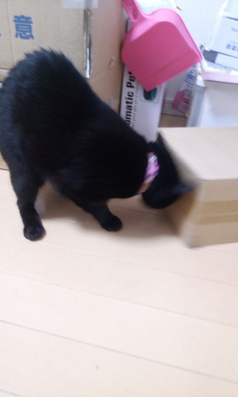 4ページ目の記事一覧 黒猫本舗 楽天ブログ