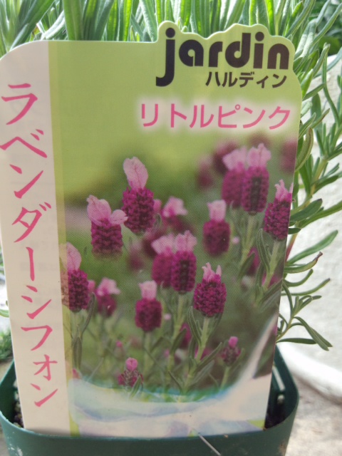 ラベンダー　.jpg