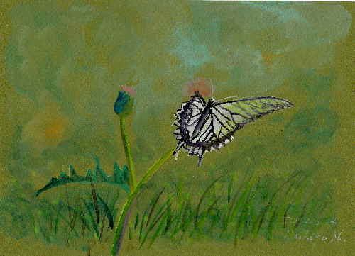 アザミにアゲハ蝶