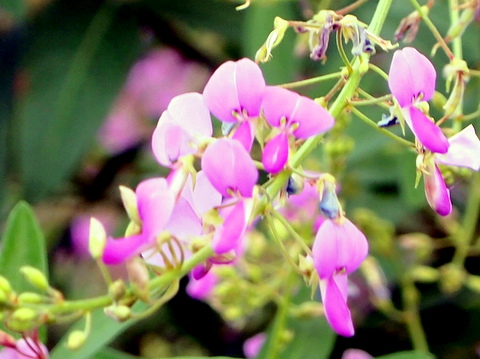 アレチヌスビトハギの花