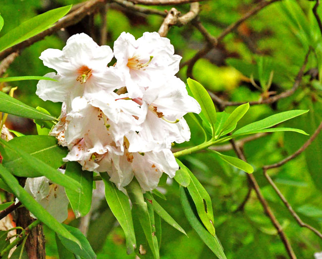 門5