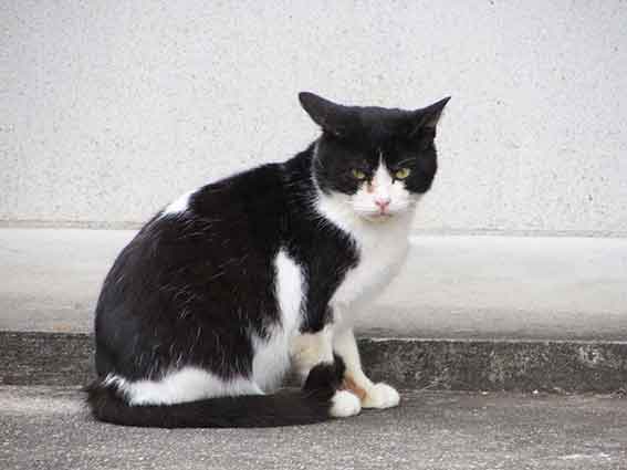 我が家のニャンコ♪2015/12/15-3