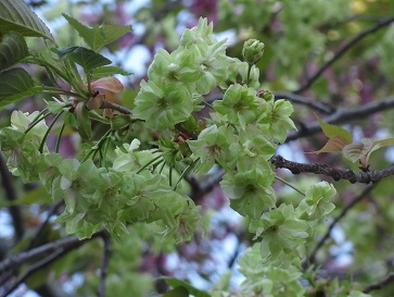 花１５.jpg