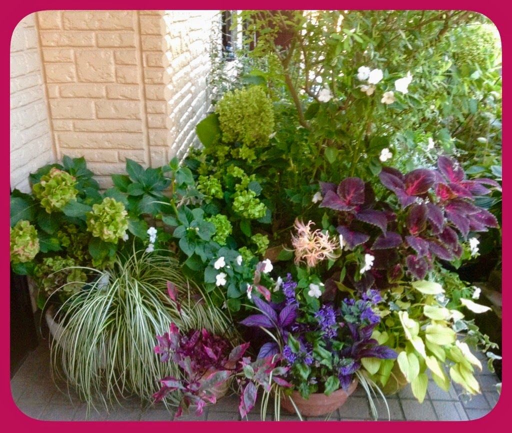 我が家の庭 の記事一覧 可愛い花のひとり言 楽天ブログ