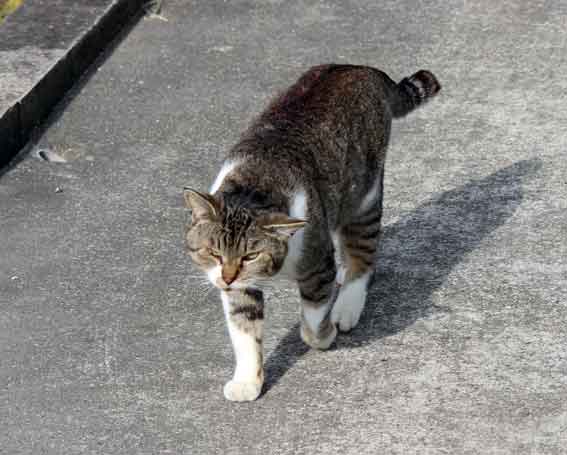 我が家のニャンコ♪2013/12/13-3