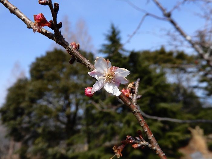 十月桜7