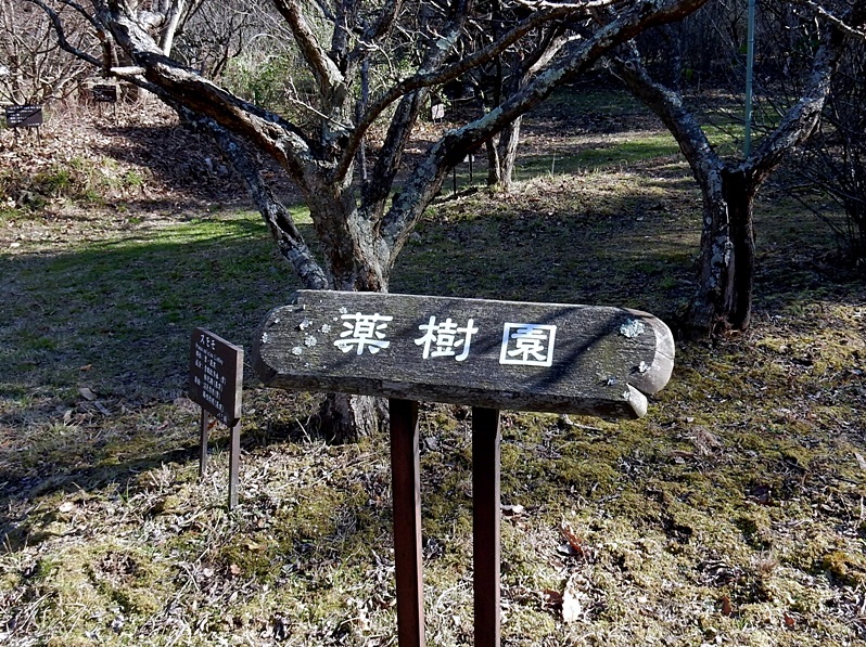 薬樹園