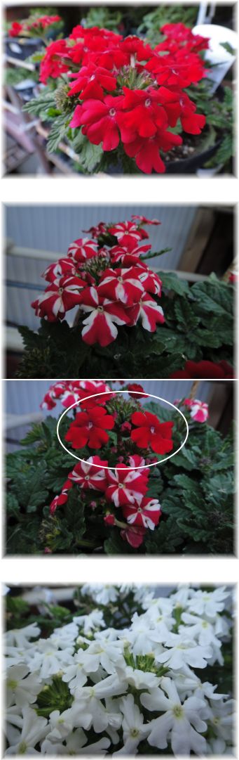 バーベナの花の様子