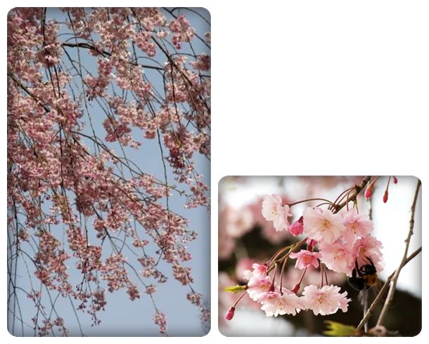 樹木公園-27 八重紅枝垂 15.4.18