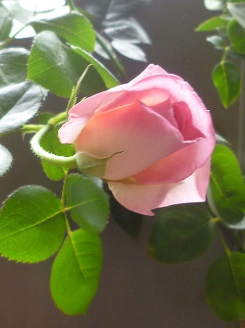 P1240225画像2.jpg