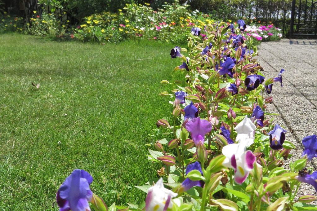 3ページ目の 庭 花 大分金太郎の花鳥蝶月 楽天ブログ