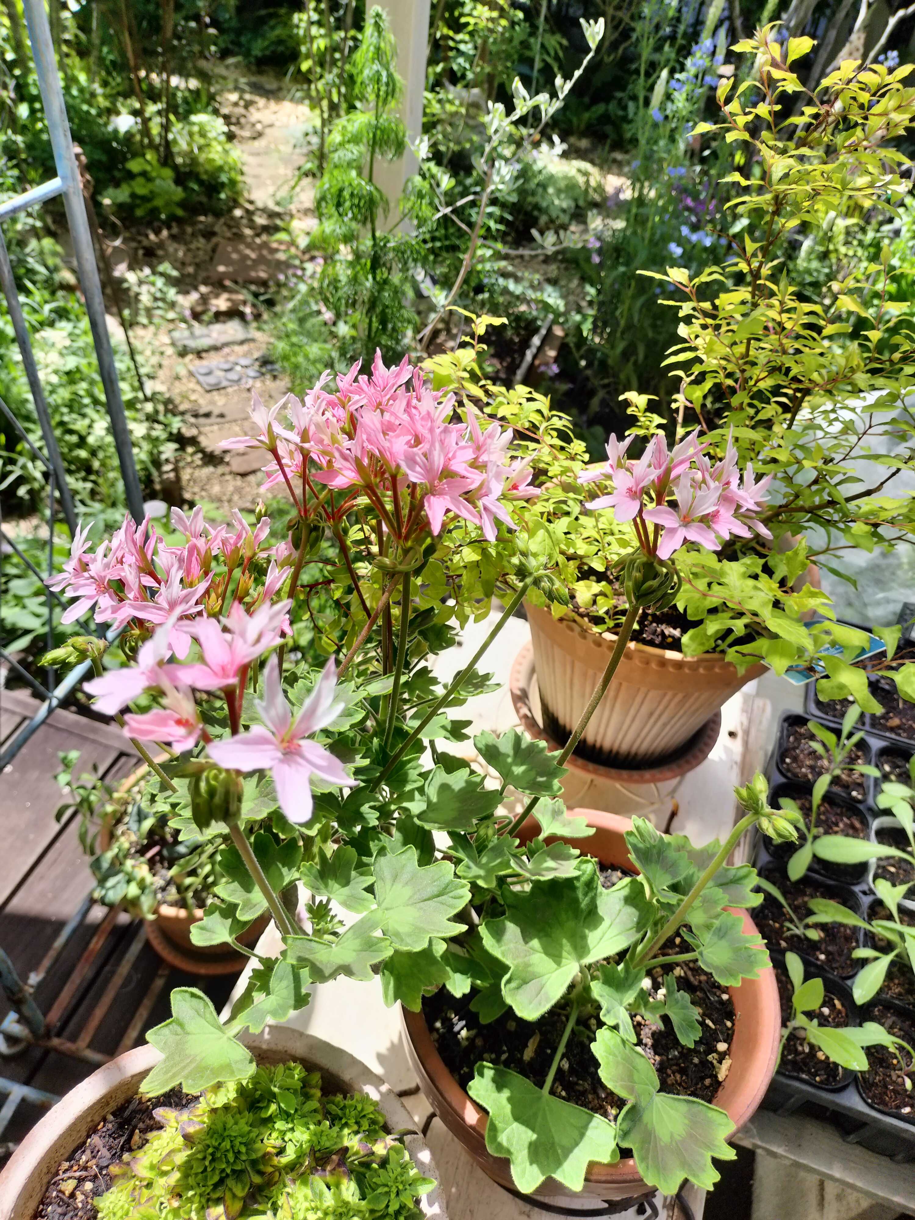 挿し木苗のアイビーゼラニウムが次々と開花 | たねをまく日々 - 楽天ブログ