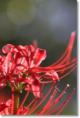 県民の杜-4 ヒガンバナ-3 13.9.17