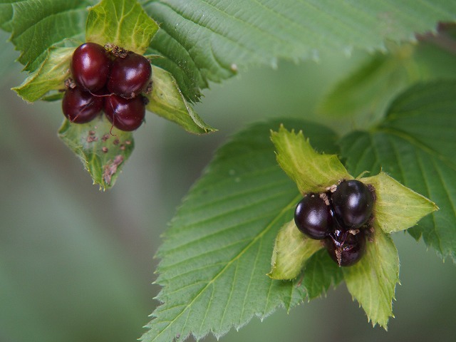 P7160240.jpg