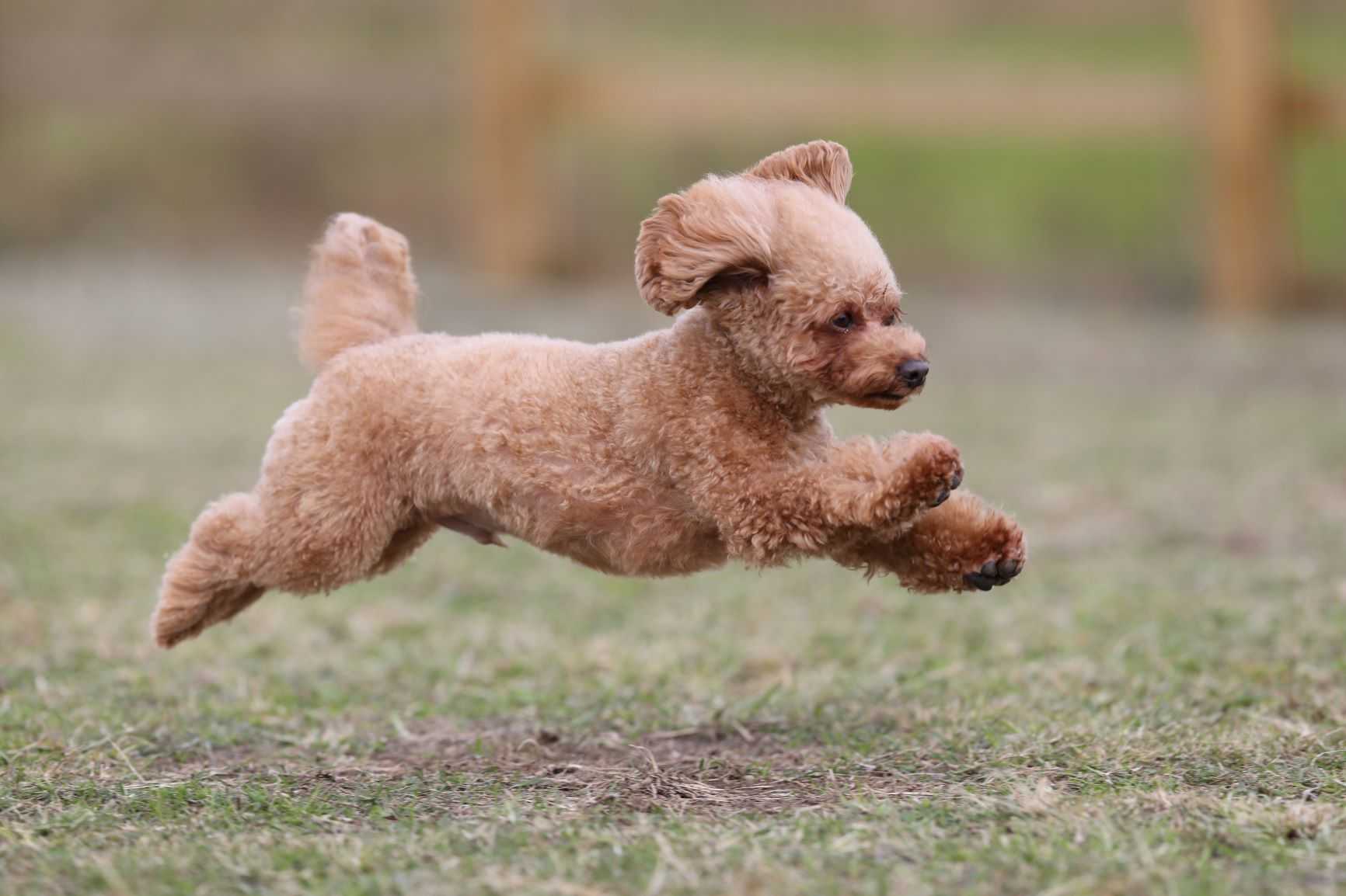 空飛ぶ犬 飛行犬 トイプー虎太郎一家のブログ 楽天ブログ