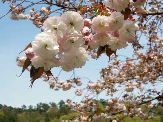 神山森林公園の桜-1♪