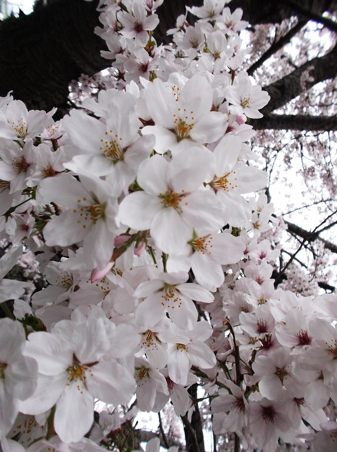 DSCF1624.JPG