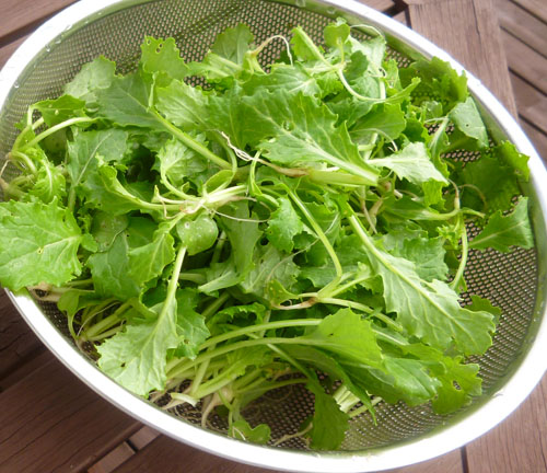 カブまびき菜１.jpg