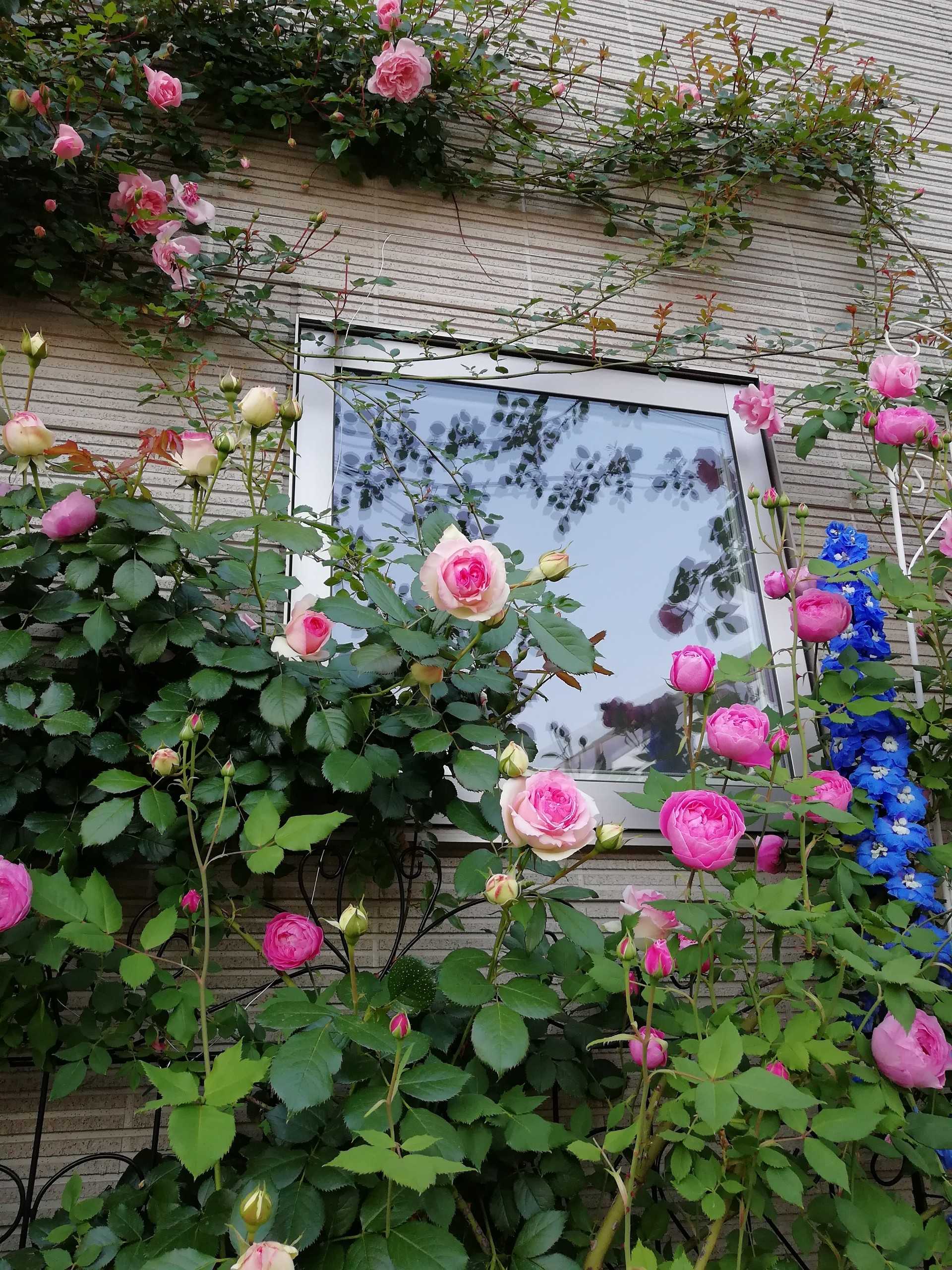 オデュッセイアも加わった壁庭 庭がなくても鉢バラでローズガーデン 楽天ブログ
