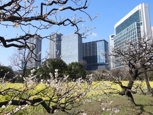 浜離宮恩賜庭園にて