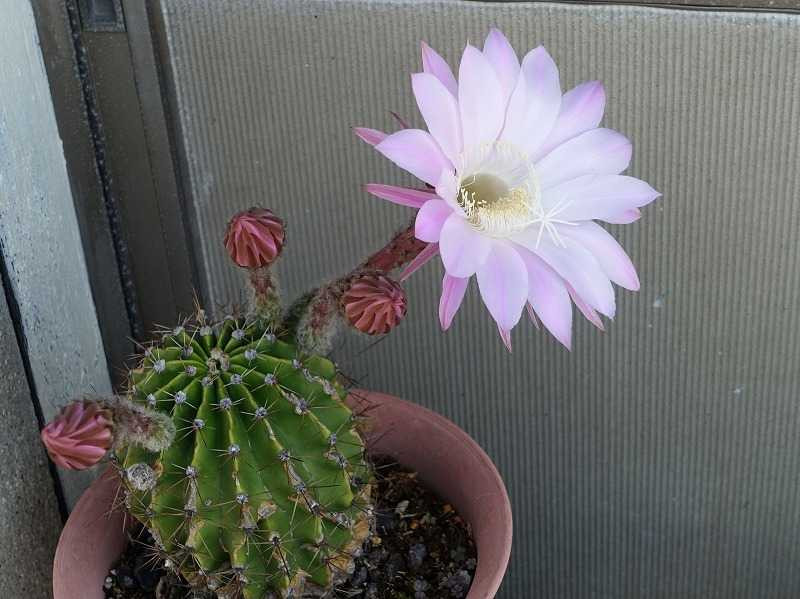 5月25日 今日の一花 その２ サボテン カセイマル 花盛丸 Gazengamaのブログ 散歩中に出合った花と趣味の陶芸作品 楽天ブログ