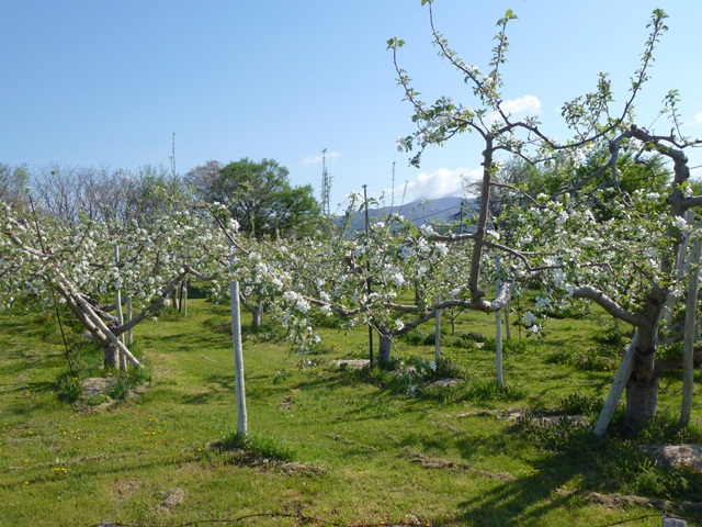 P1000358 - コピー.JPG