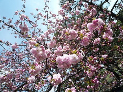 2012.04.15浜離宮庭園8.jpg