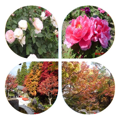 四葉ー花　紅葉.jpg