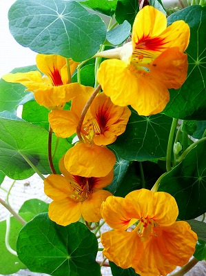 DSCF2258.jpg