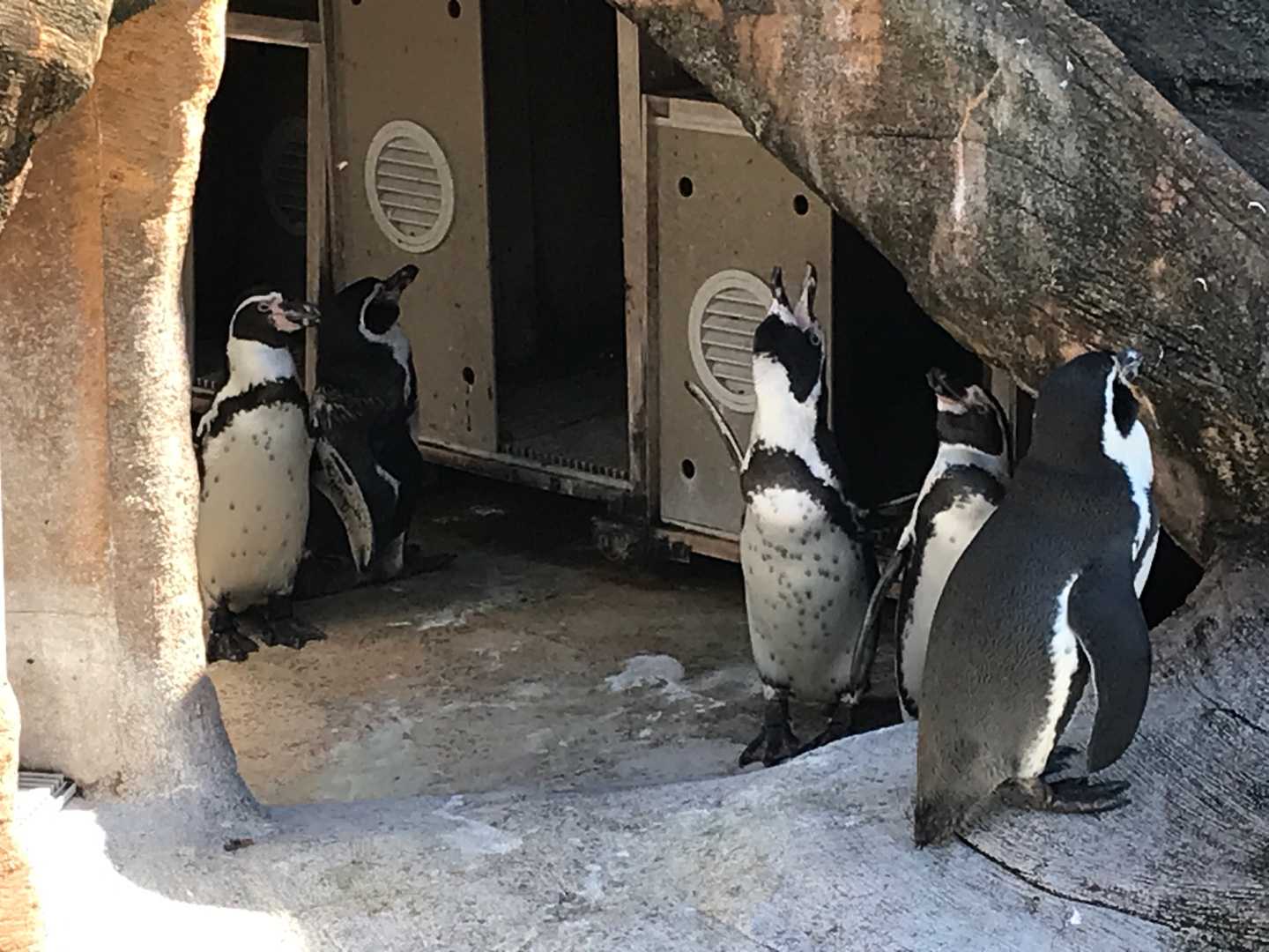 本園 ペンギン舎 今日は誰と会えるかな だいたい東山動植物園 楽天ブログ