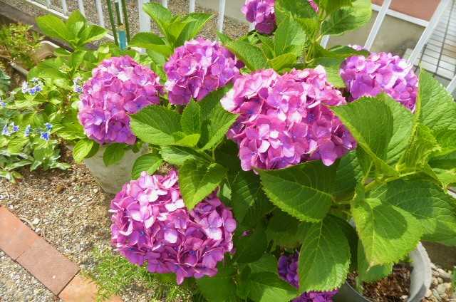 紫陽花など今朝の庭の花 むくのブログ 楽天ブログ