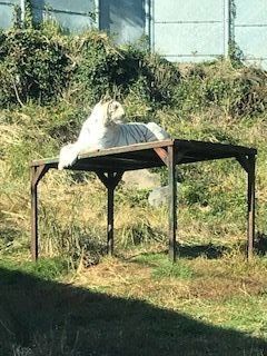 伊豆ぐらんぱる公園・伊豆アニマルキングダム(静岡) | 趣味の時間が