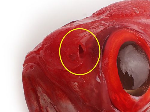 フウセンキンメの鼻の穴