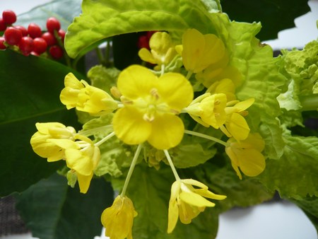1菜の花4508jpg.jpg