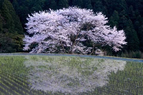 070415usitunaginosakura_600.jpg